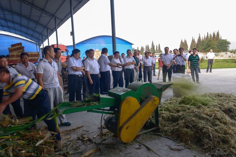 玉米稻草揉絲機加工青貯飼料