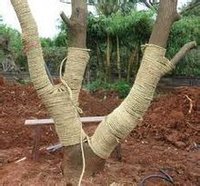 綠化草繩