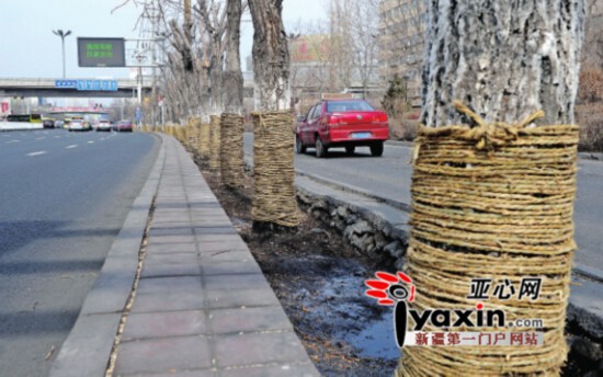 烏魯木齊市阿勒泰路樹木綁草繩準備搬家 園林部門深夜剪枝為高架工程施工打前站