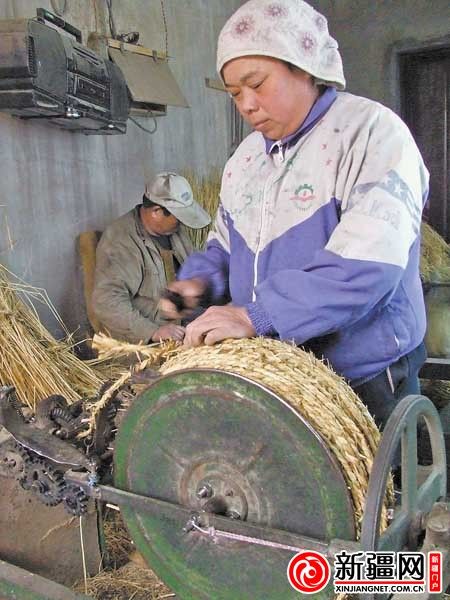拿稻草紡織出金線是德國格林兄弟童話里的故事，但在米東區(qū)長山子鎮(zhèn)湖南村，秋收后的稻草沒有當做肥料埋進水田，成了農民致富的寶貝。