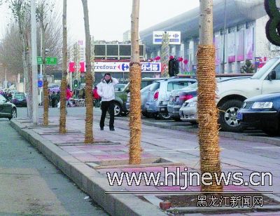 圖為黃河路靠近紅旗大街路段樹干上捆著草繩。
