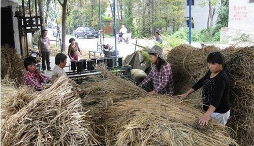 圖為該鎮(zhèn)草編大戶王海記草簾生產(chǎn)現(xiàn)場。