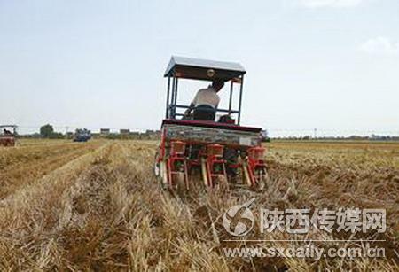 6月7日，三原縣大程鎮(zhèn)西張村農(nóng)民，正在玉米免耕播種作業(yè)，同時(shí)將稻草翻入地下培肥地力。記者 吳莎莎 攝