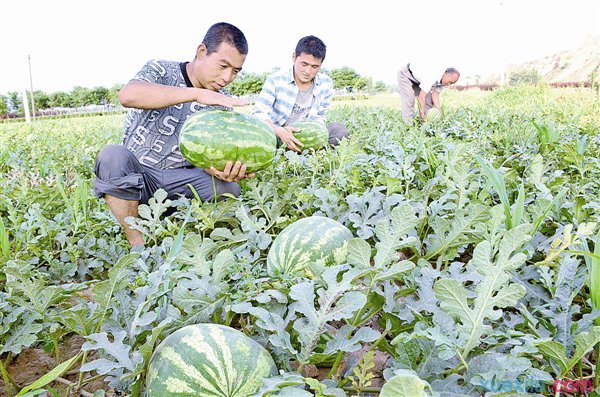 西瓜種植技術(shù)要點(diǎn)簡(jiǎn)介