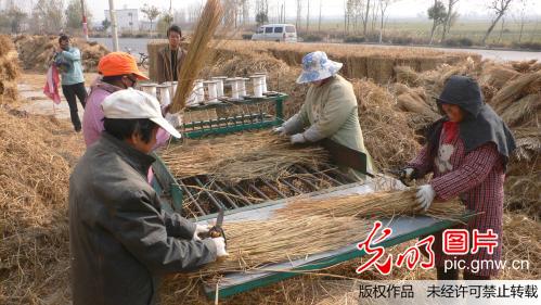 河南開(kāi)封：廢棄稻草加工草苫巧賺錢(qián)