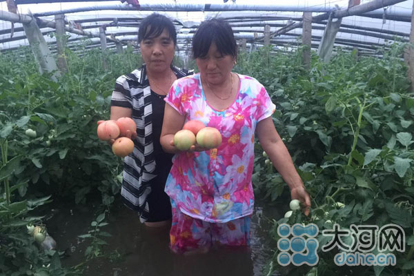 現(xiàn)場直擊新鄉(xiāng)暴雨:蔬菜大棚幾乎沒頂 收成要泡湯了