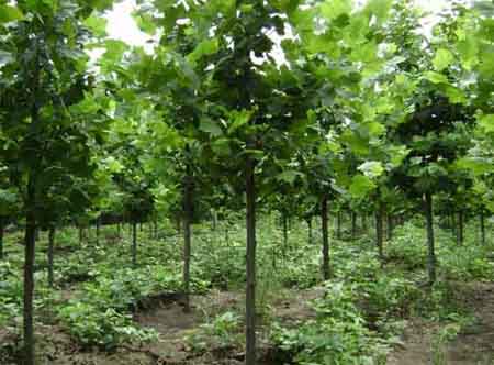 法桐帶土球喬灌木栽植移植時隨帶原生長處土壤