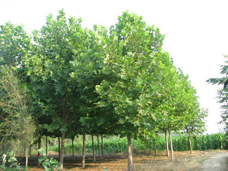 法桐帶土球喬灌木栽植移植時隨帶原生長處土壤