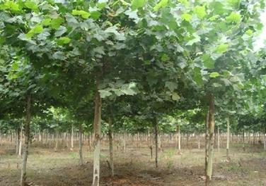 法桐帶土球喬灌木栽植移植時隨帶原生長處土壤