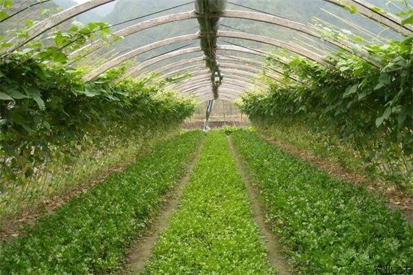 冬季大棚蔬菜種植要如何補光？ 農(nóng)業(yè)之友網(wǎng)