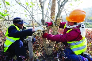 宿遷：公園園林樹木裹上草繩過寒冬
