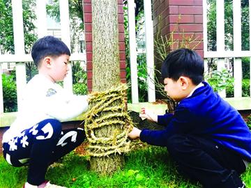 為大樹“穿棉衣”