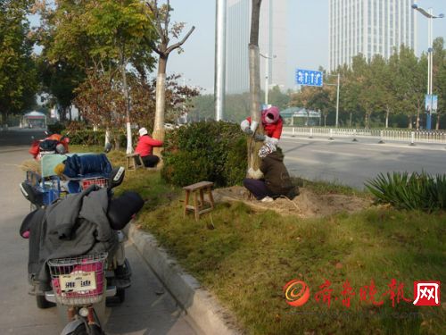 黃河五路欒樹防寒