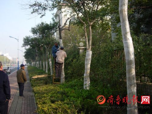 府后街的大葉女貞防寒