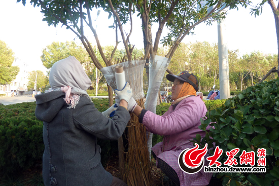 濱州城區(qū)苗木穿上了“防寒服” 確保安全過冬