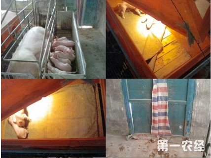 養(yǎng)豬場安全過冬 防寒保暖謹記四大要點