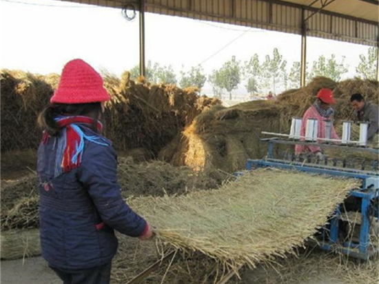 草苫種植與采集的合理規(guī)劃與管理！