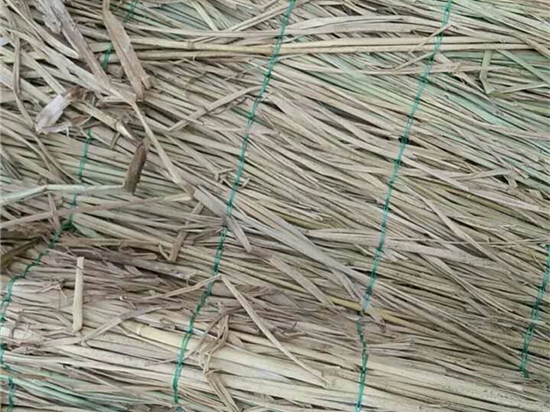 綠色生活，從綠化草簾開(kāi)始