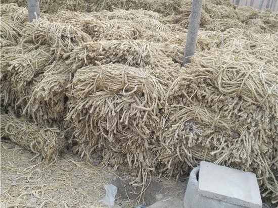 草繩在內(nèi)蒙防風(fēng)治沙中的景觀優(yōu)化作用 草繩在內(nèi)蒙防風(fēng)治沙中的景觀優(yōu)化作用