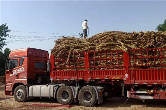 鐵路草支墊與城市綠化建設(shè)的聯(lián)系 鐵路草支墊與城市綠化建設(shè)的聯(lián)系