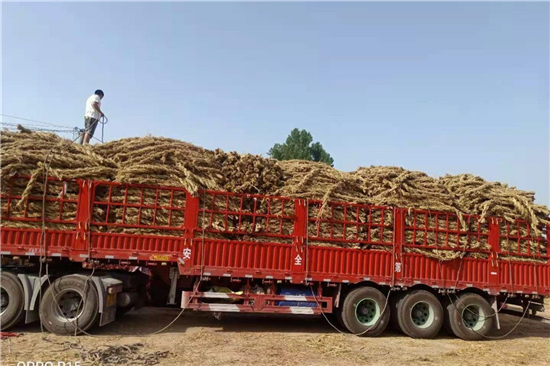 護坡草棒在土壤保持與生態(tài)治理中的重要性 護坡草棒在土壤保持與生態(tài)治理中的重要性